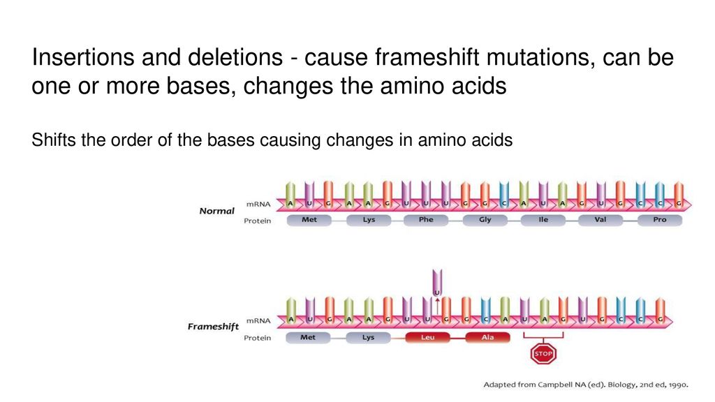 Insertions and deletions - cause frameshift mutations, can be one or more bases, changes the amino acids
