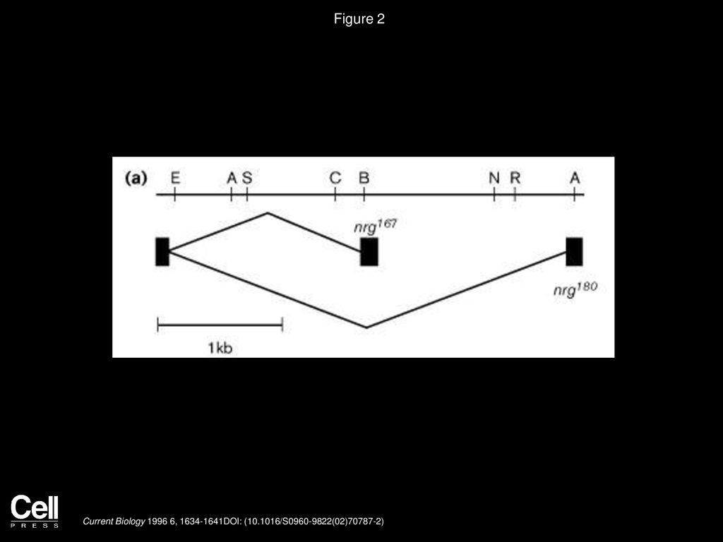 Elav A Drosophila Neuron Specific Protein Mediates The Generation Of An Alternatively Spliced Neural Protein Isoform Sandhya P Koushika Michael J Ppt Download