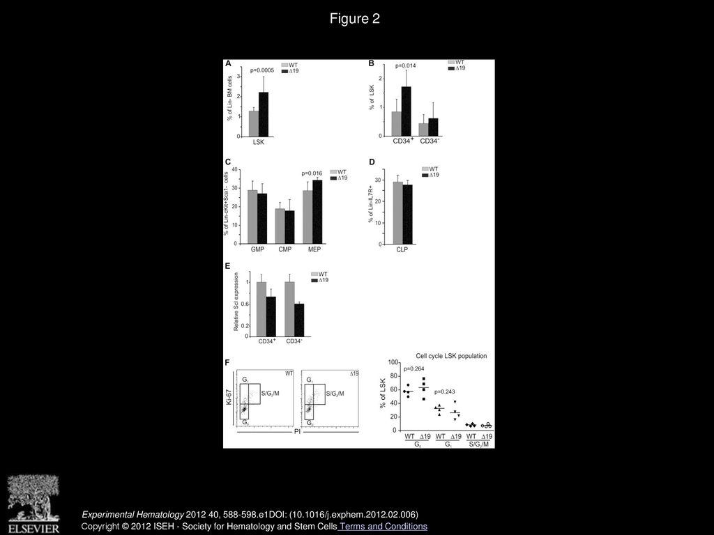 Deletion of the Scl 19 enhancer increases the blood stem cell Biology Diagrams