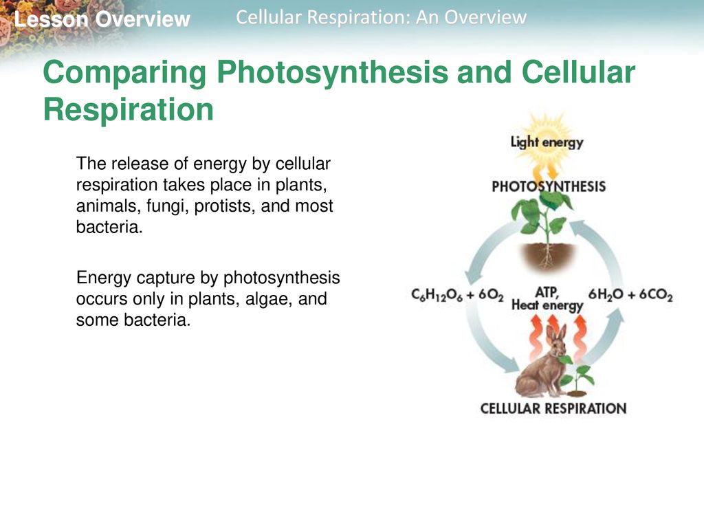 9.1 Cellular Respiration: An Overview - ppt download