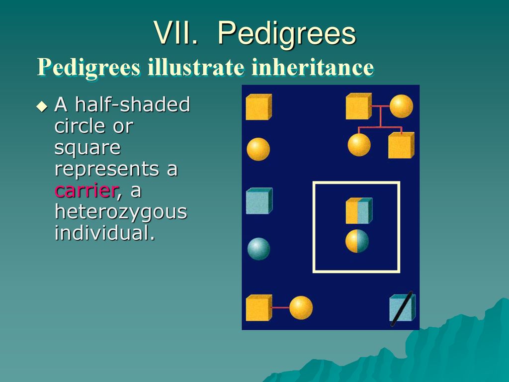 VII. Pedigrees Pedigrees illustrate inheritance