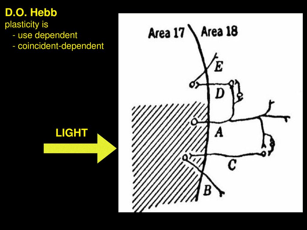 D.O. Hebb plasticity is - use dependent - coincident-dependent LIGHT