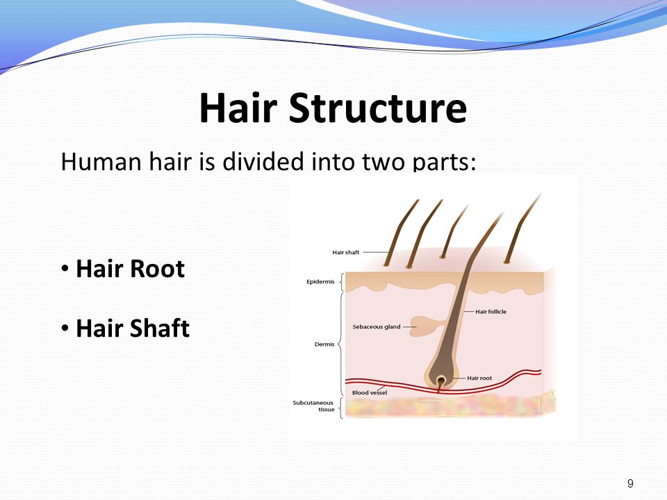 human hair parts