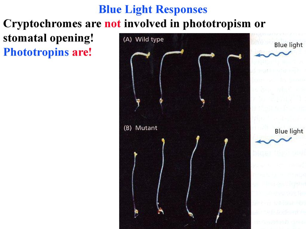 Blue Light Responses Cryptochromes are not involved in phototropism or.