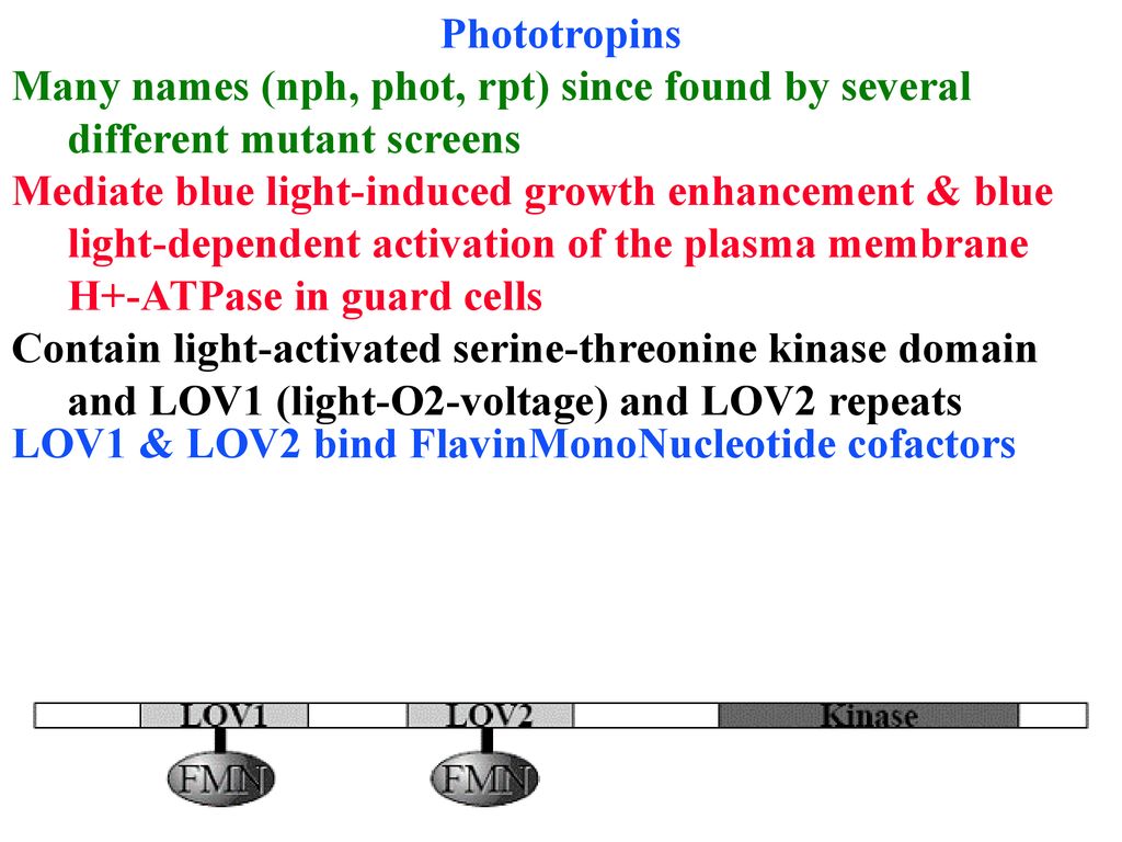 Phototropins Many names (nph, phot, rpt) since found by several different mutant screens.