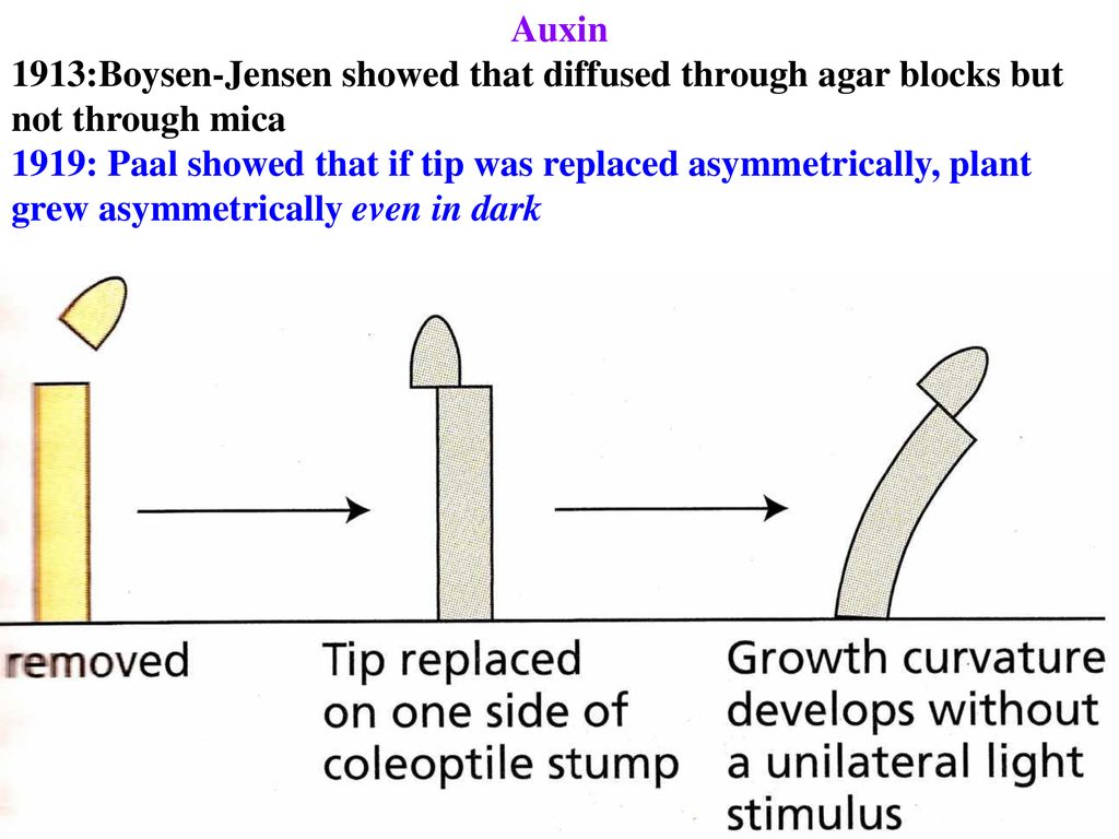 Auxin 1913:Boysen-Jensen showed that diffused through agar blocks but not through mica.