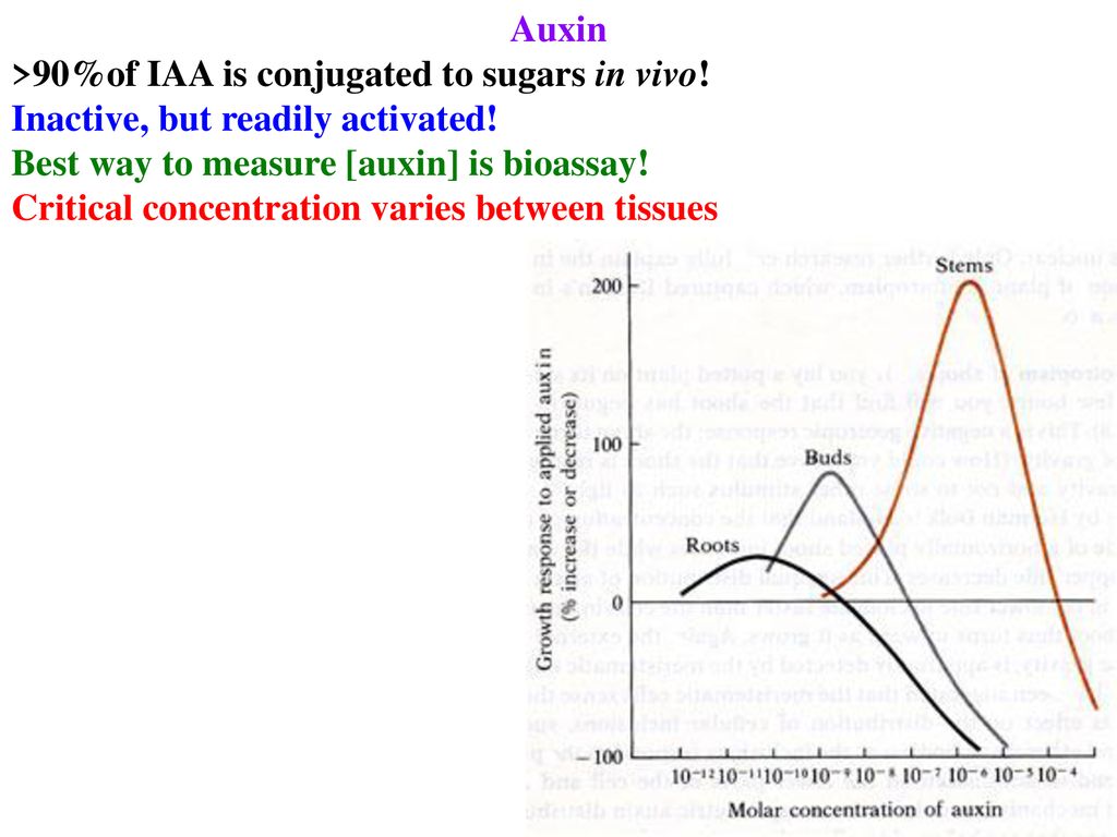Auxin >90%of IAA is conjugated to sugars in vivo! Inactive, but readily activated! Best way to measure [auxin] is bioassay!