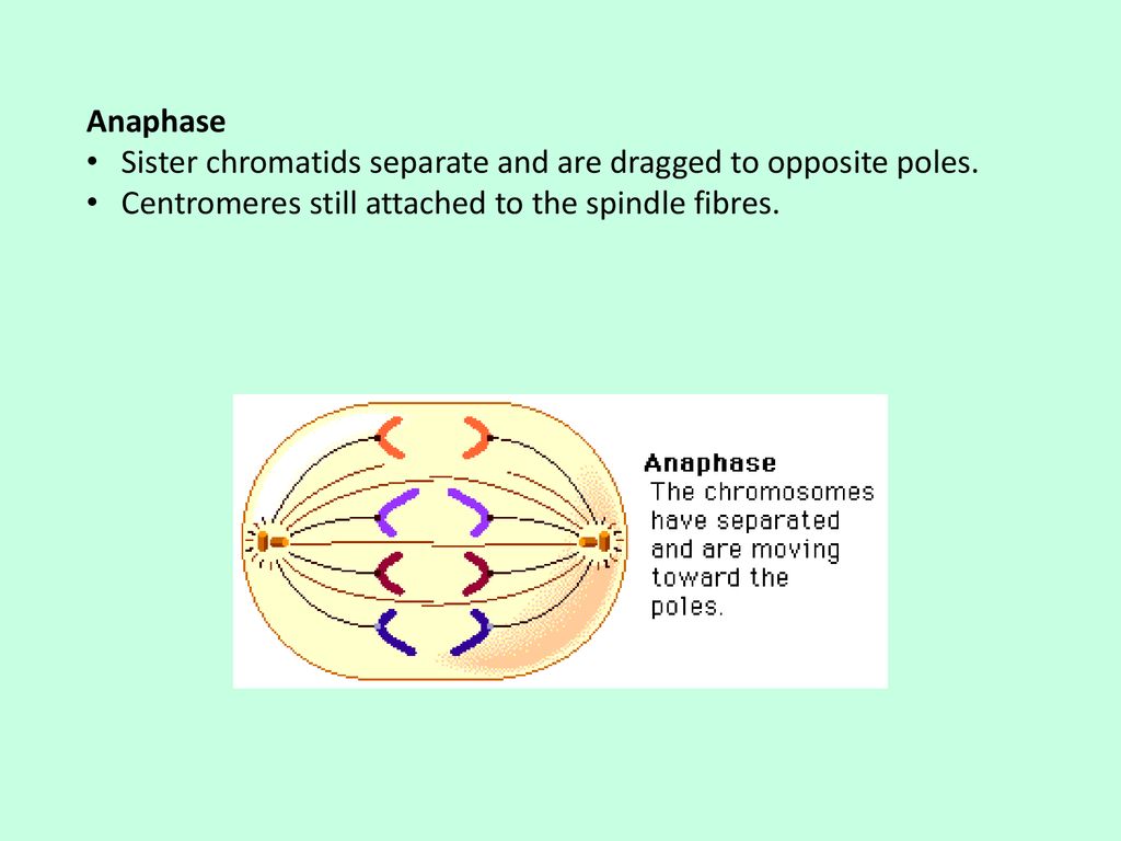 MITOSIS Interphase Period between nuclear divisions. Biology Diagrams