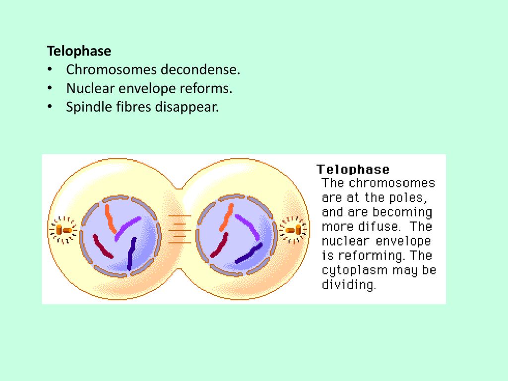 MITOSIS Interphase Period between nuclear divisions Biology Diagrams
