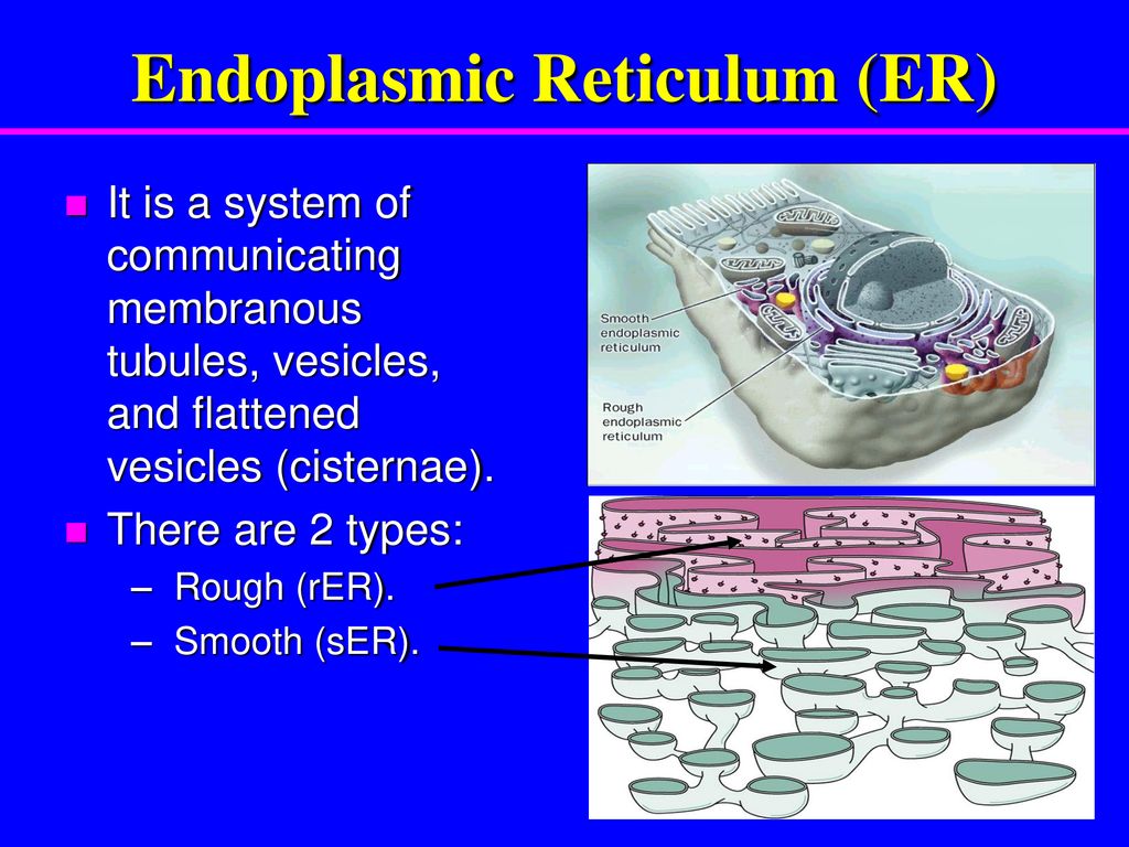 Professor/ Raeissa Mohammad - ppt download