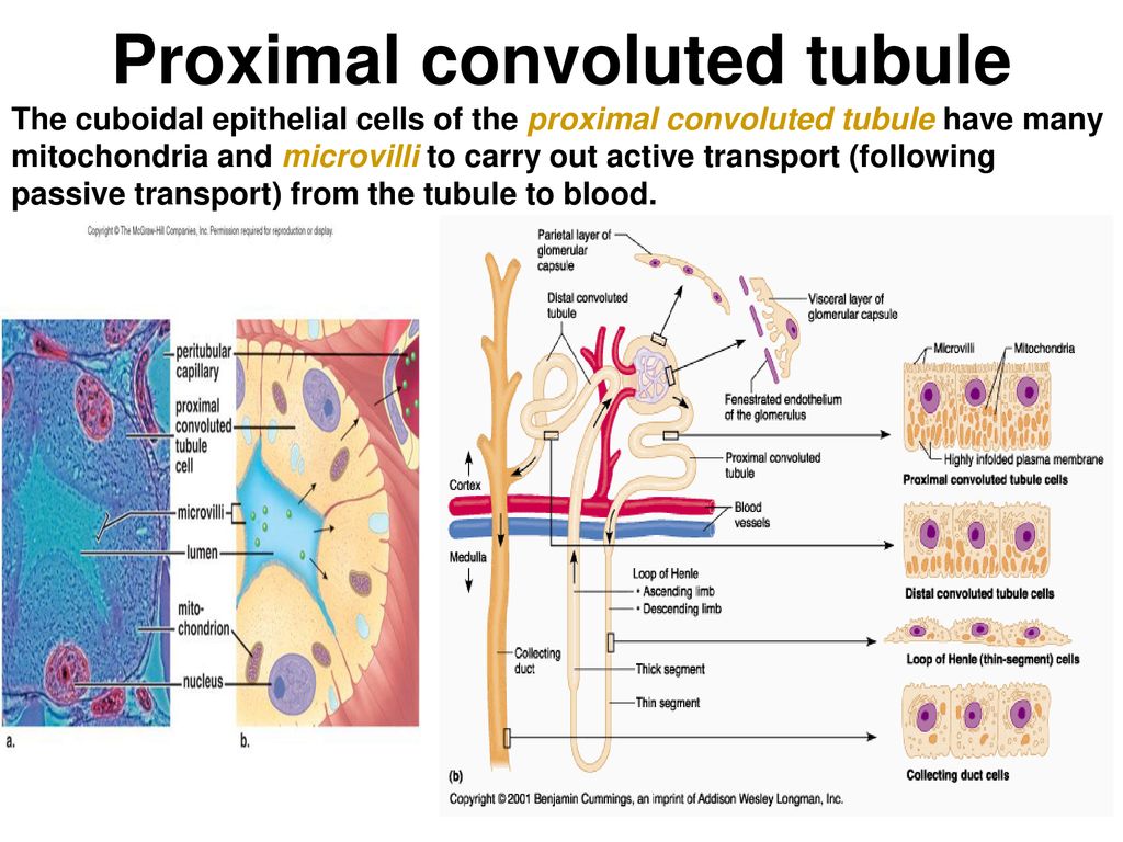 Carry out activity. Proximal convoluted tubule. Proximal tubule Cells. Proximal and distal tubules. The proximal tubules of the nephron.