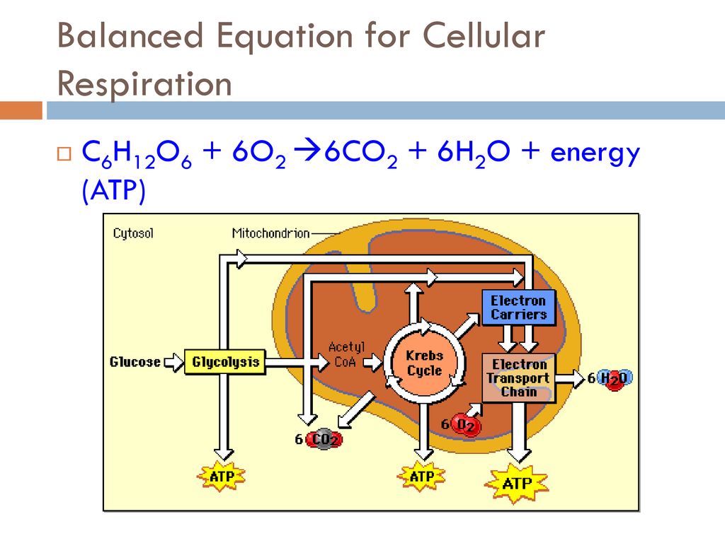 Cellular Respiration Ppt Download cellular-respiration-ppt-download