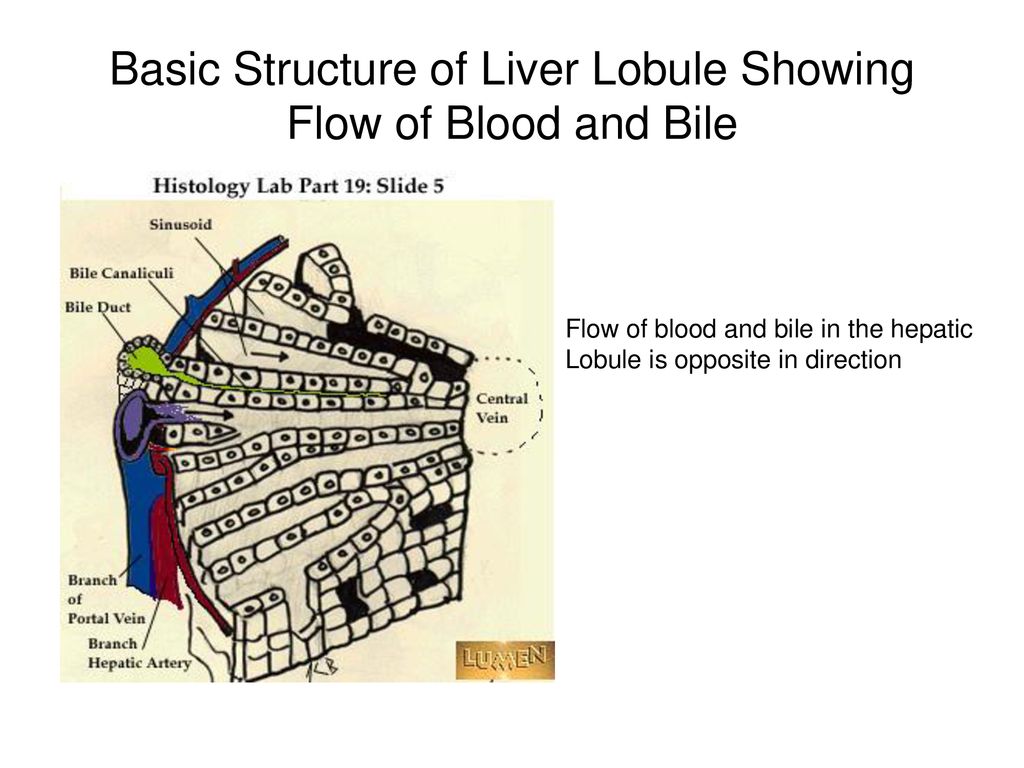 Basic Structure of Liver Lobule Showing Flow of Blood and Bile