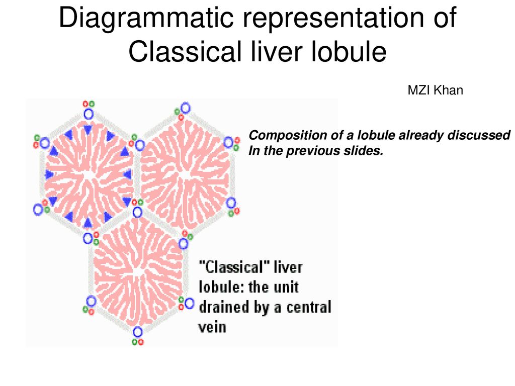 Section of a liver in low magnification Biology Diagrams