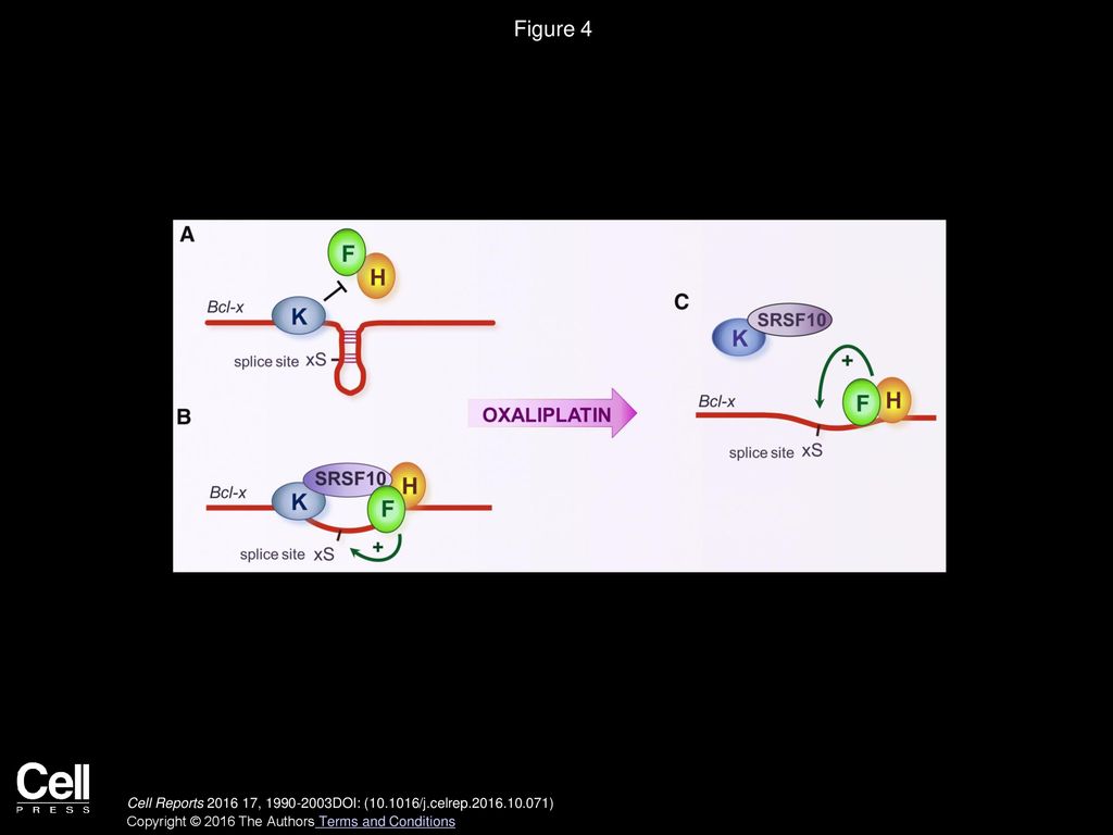 Figures And Data In Srsf10 And The Minor Spliceosome Control Tissue