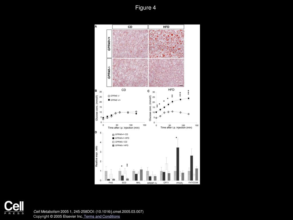 Figure 4 Hepatic steatosis and increased glucose output in high-fat-diet-fed GPR40+/+ mice.