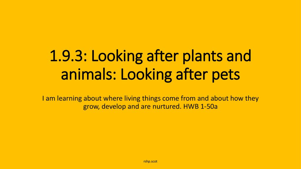 1 9 3 Looking After Plants And Animals Looking After Pets Ppt Download what-pet-should-i-get-printables-pets-preschool-pets-mini-books