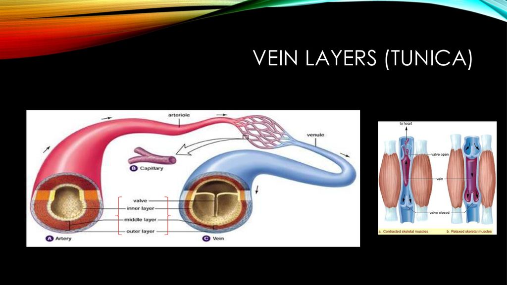 Systemic Vein Anatomy And Physiology Ppt Download