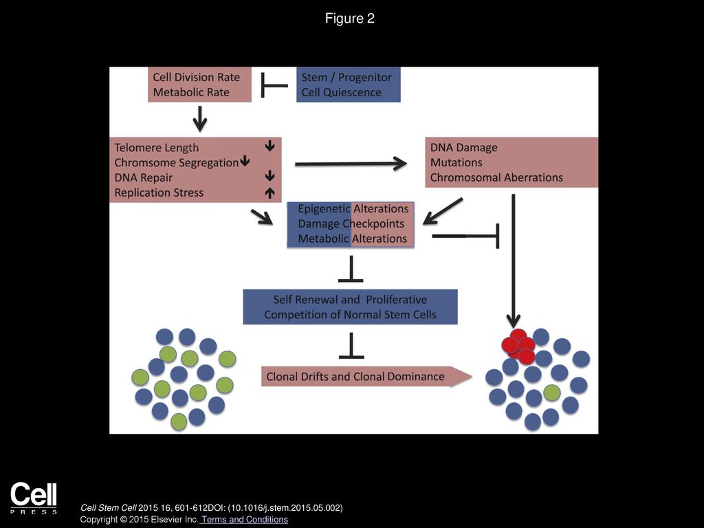 Figure 2 Aging-Induced Initiation and Clonal Selection of Stem and Progenitor Cell Mutations.