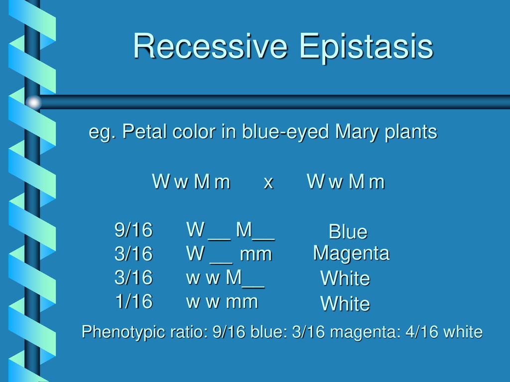 Recessive Epistasis W w M m x W w M m
