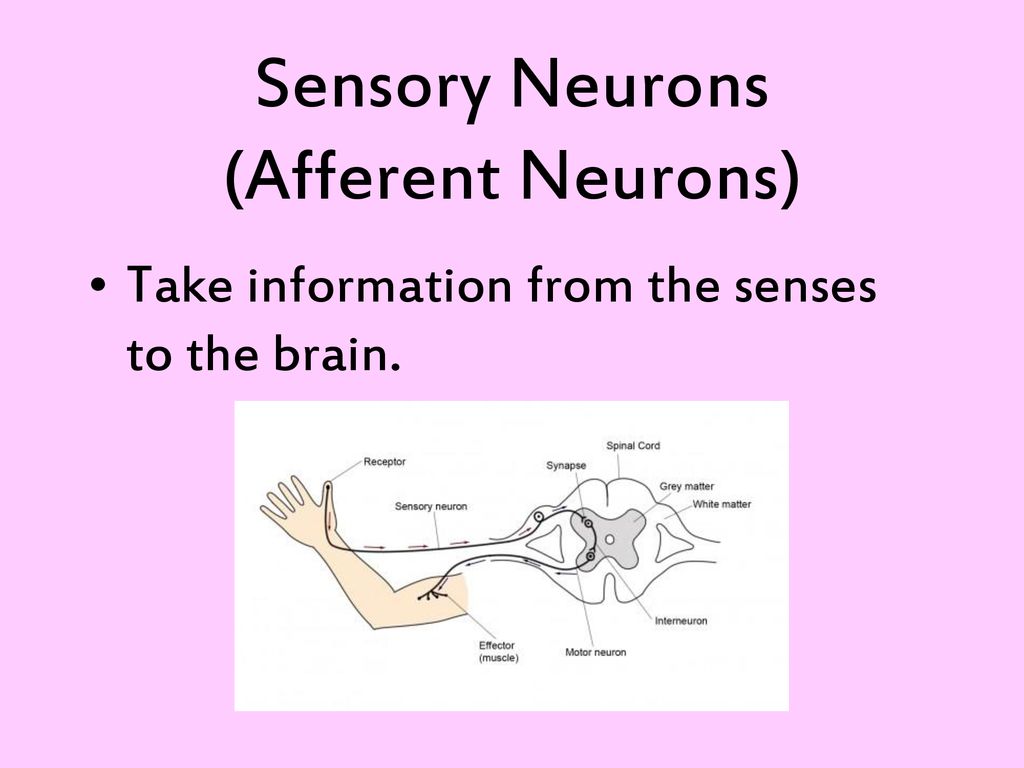 Neural and Hormonal Systems - ppt download