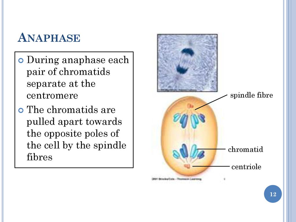 DNA replication: mitosis & meiosis Biology Diagrams