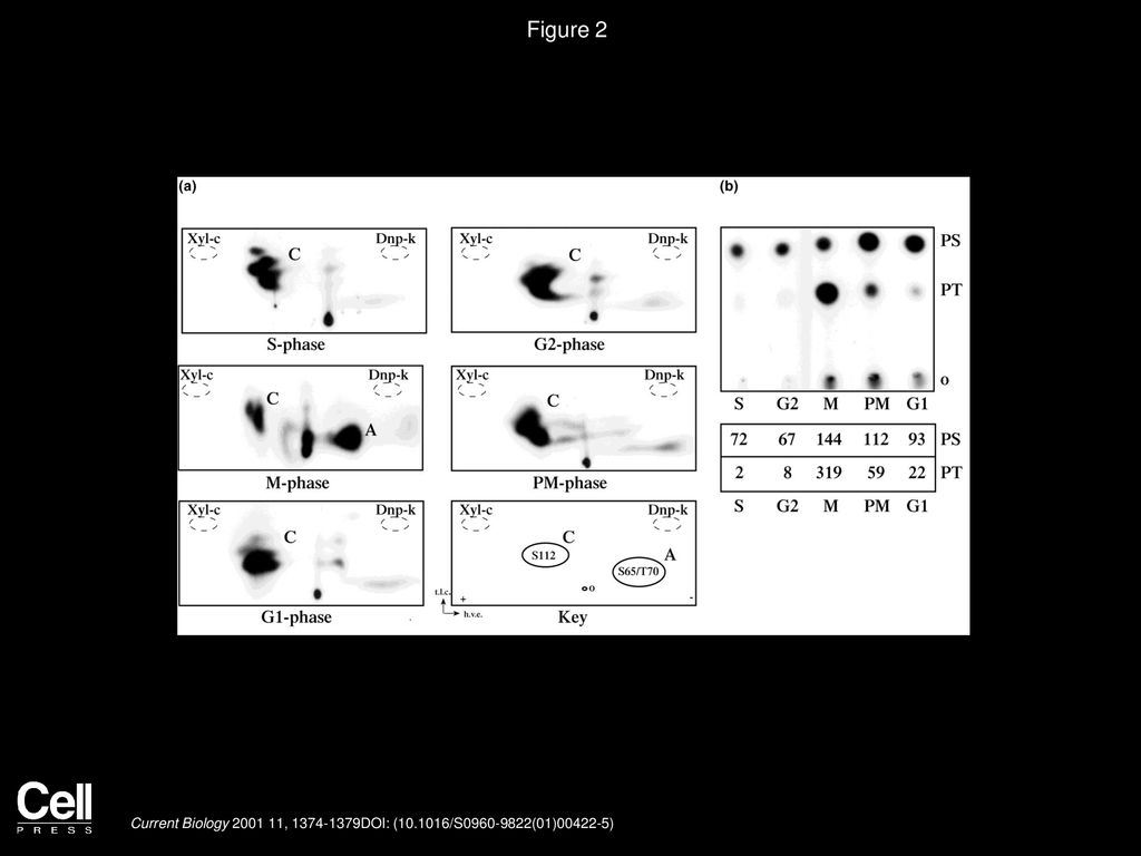 dependent phosphorylation of the translational repressor eIF ... Biology Diagrams