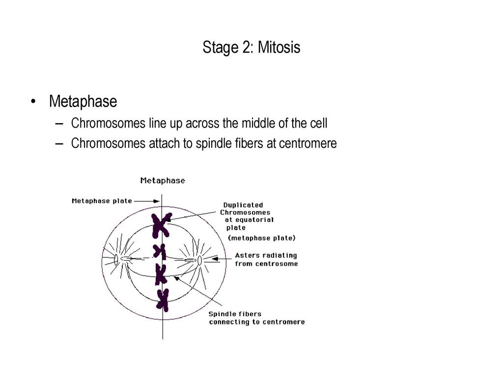 Stage 2: Mitosis Metaphase