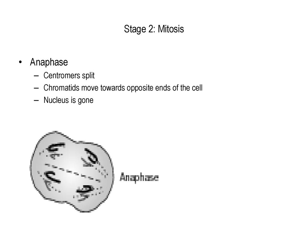 Stage 2: Mitosis Anaphase Centromers split