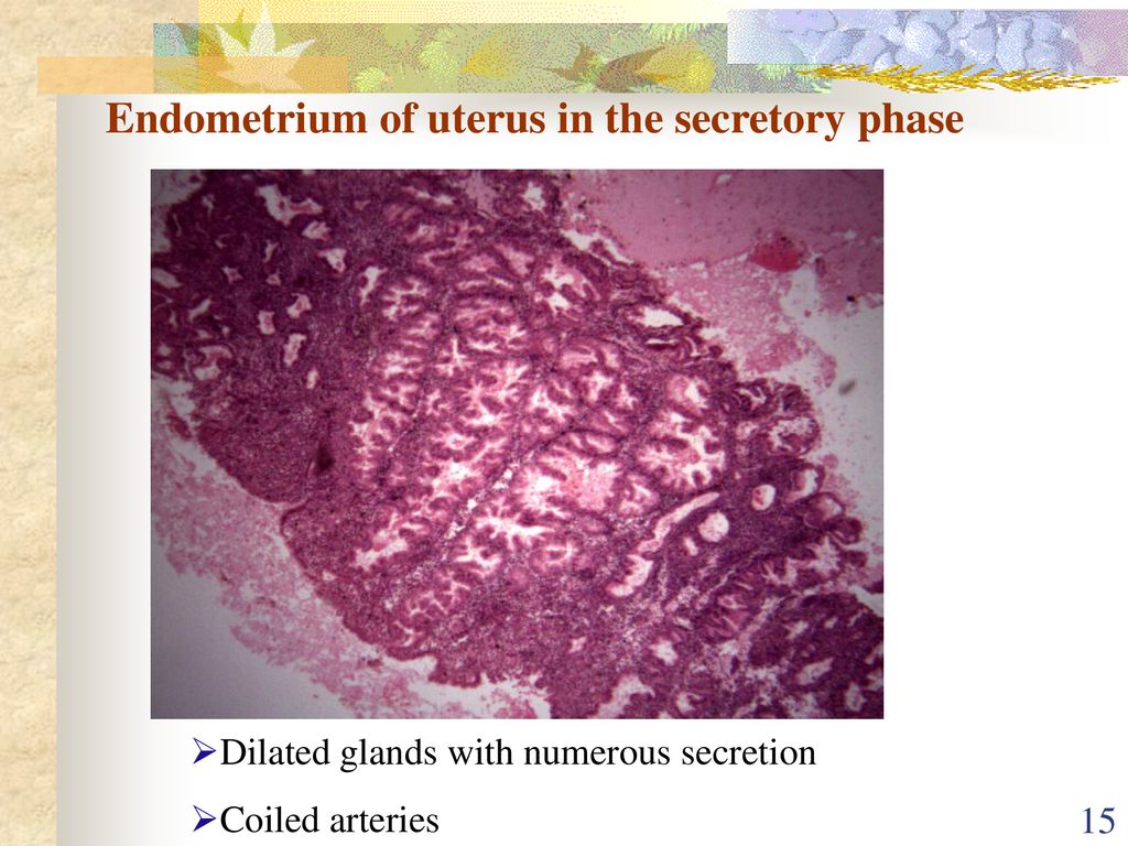 The Female Reproductive System - ppt download