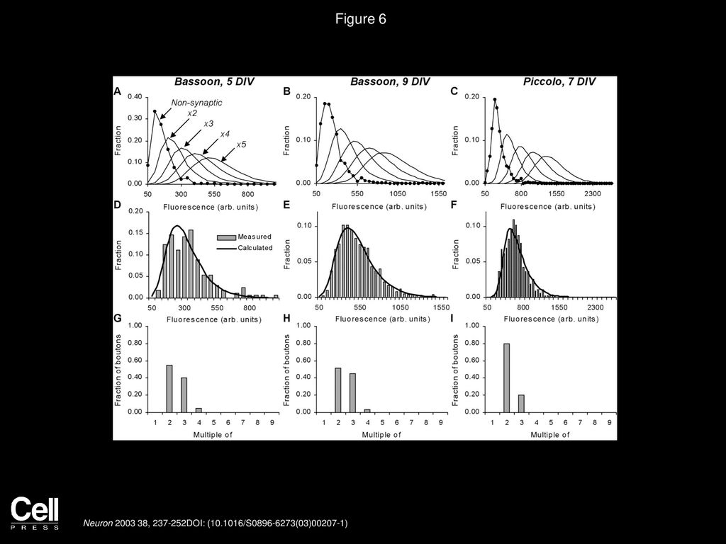 Figure 6 Bassoon and Piccolo Content of Synaptic Clusters Expressed as Multiples of Nonsynaptic Puncta.
