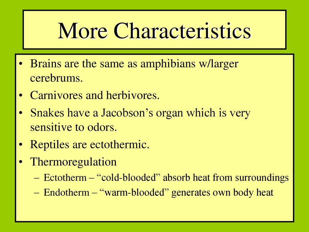 Kingdom Animalia Phylum Chordata Subphylum Vertebrate Class Reptilia