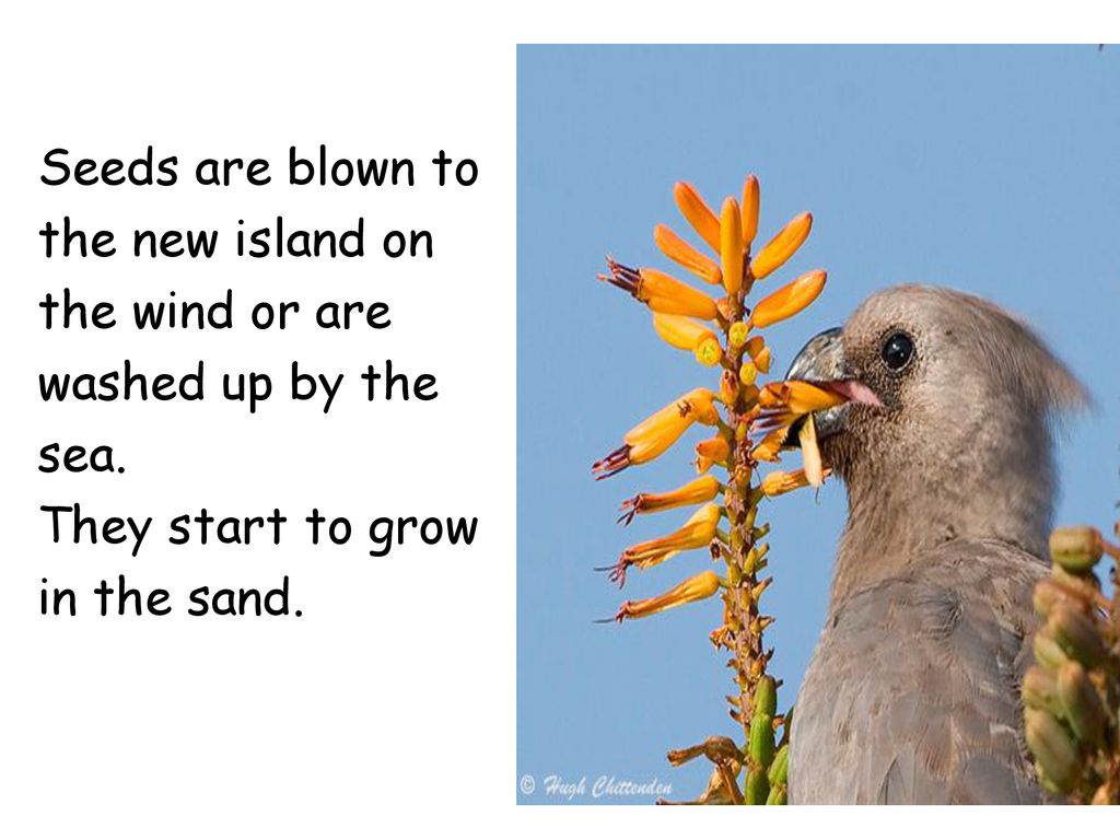 Islands Ppt Download islands-ppt-download
