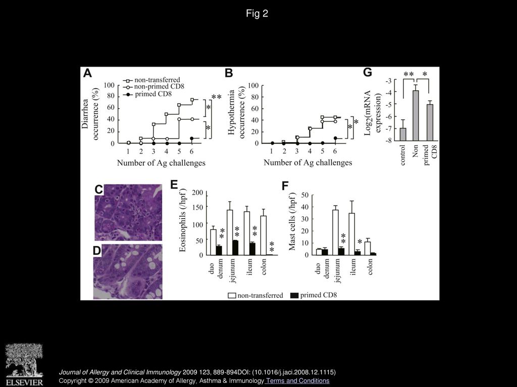 Antigen-primed splenic CD8+ T cells impede the development of oral ...