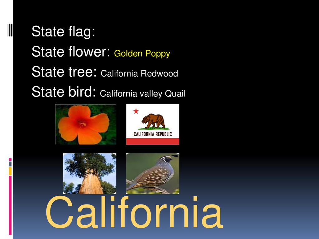 California State Bird Flower And Tree - History And Culture California State Symbols California State Library - Ray hartman's california lilac, ceanothus 'ray hartman', california lilacs are a large group of native shrubs that are an excellent source of pollen for early spring bees.