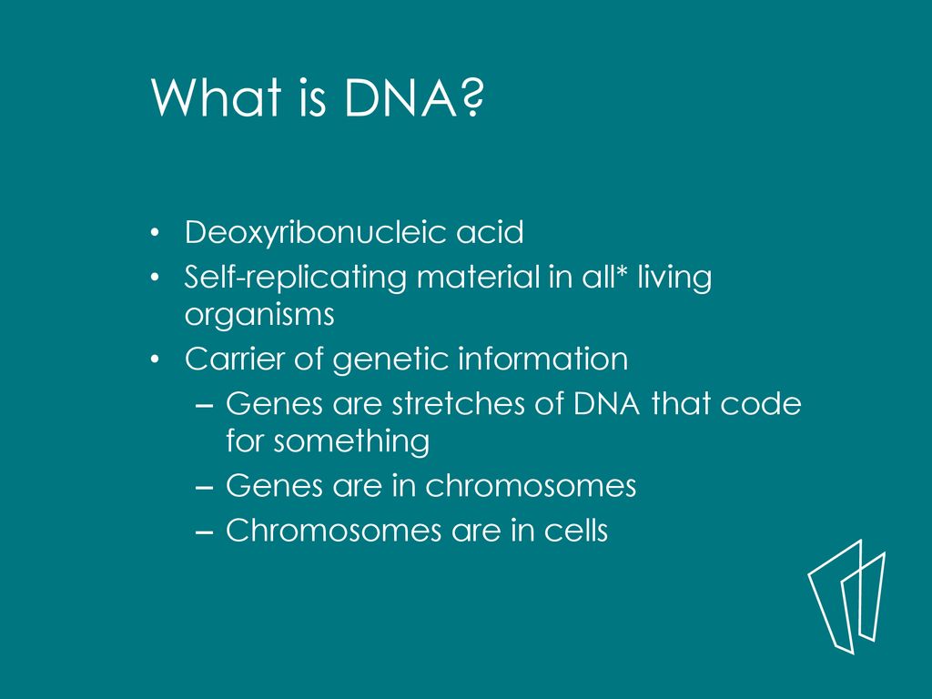 What is DNA Deoxyribonucleic acid