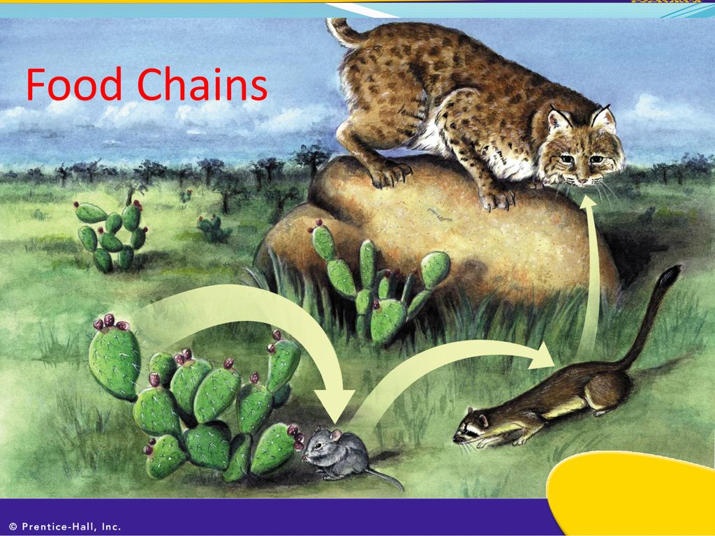 Add To Table Of Contents Ppt Download add-to-table-of-contents-ppt-download