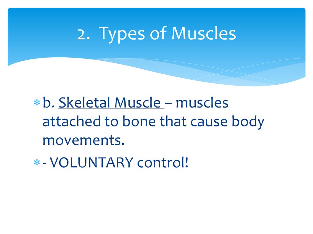 The Muscular System Ppt Download the-muscular-system-ppt-download