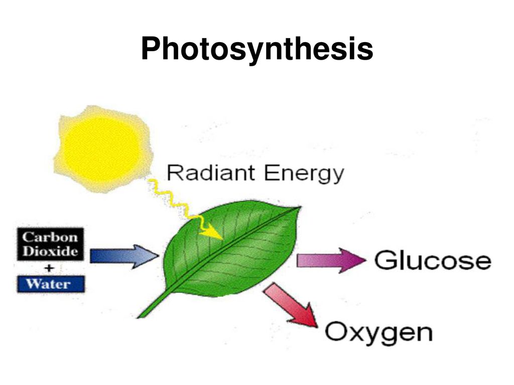 Photosynthesis Notes. - ppt download