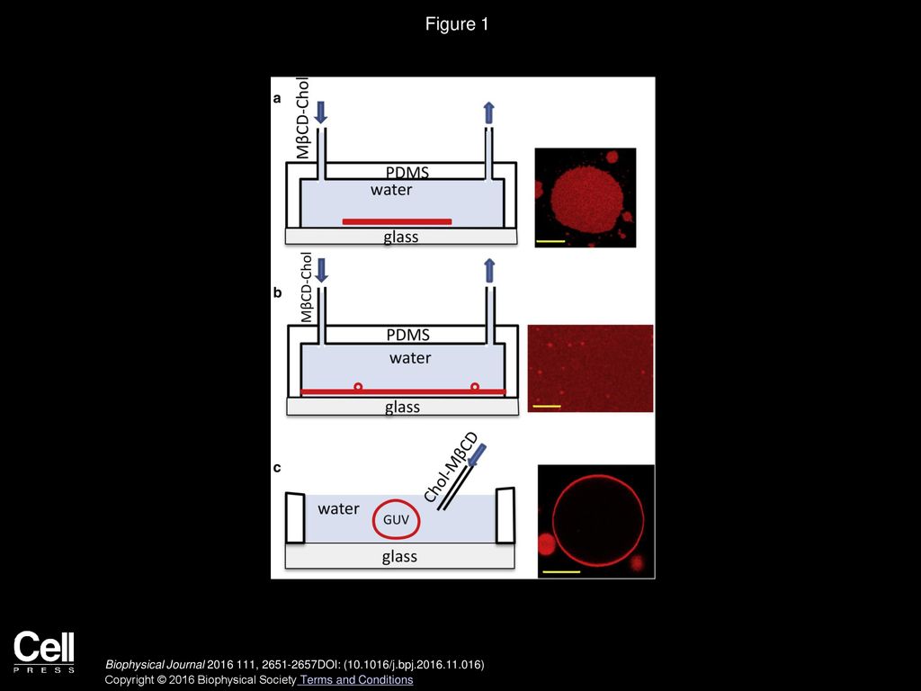 Membrane Model Systems Used In Optical Tweezers Studies A Microscopic