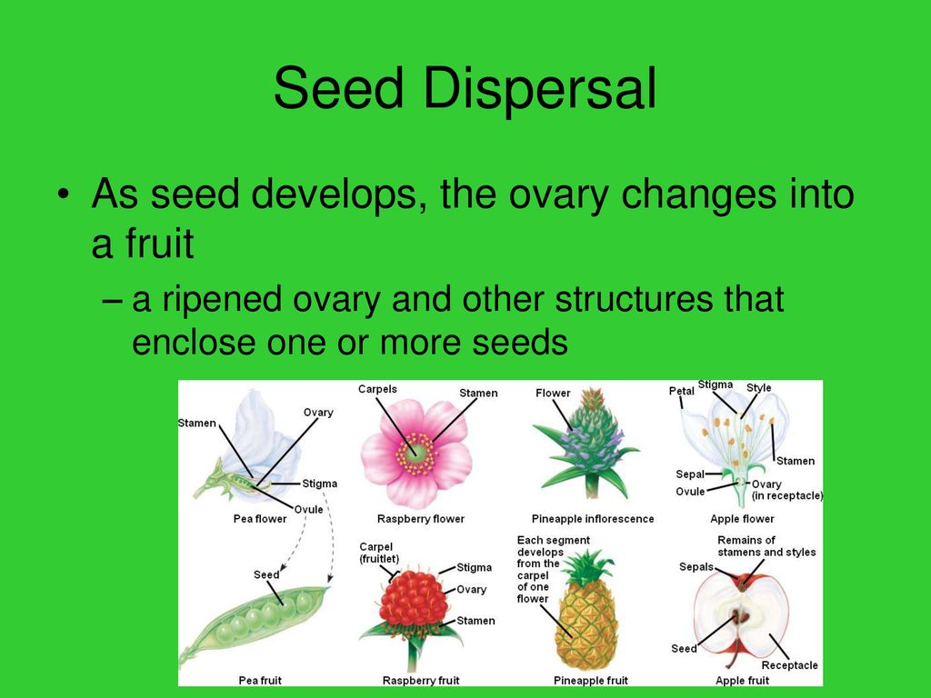 Angiosperms Prof. Ms. Vrushali S. Dighe Department Of Botany S. M