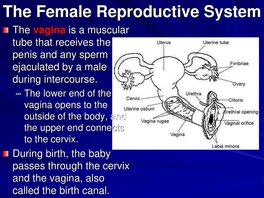 The Reproductive System - Ppt Download