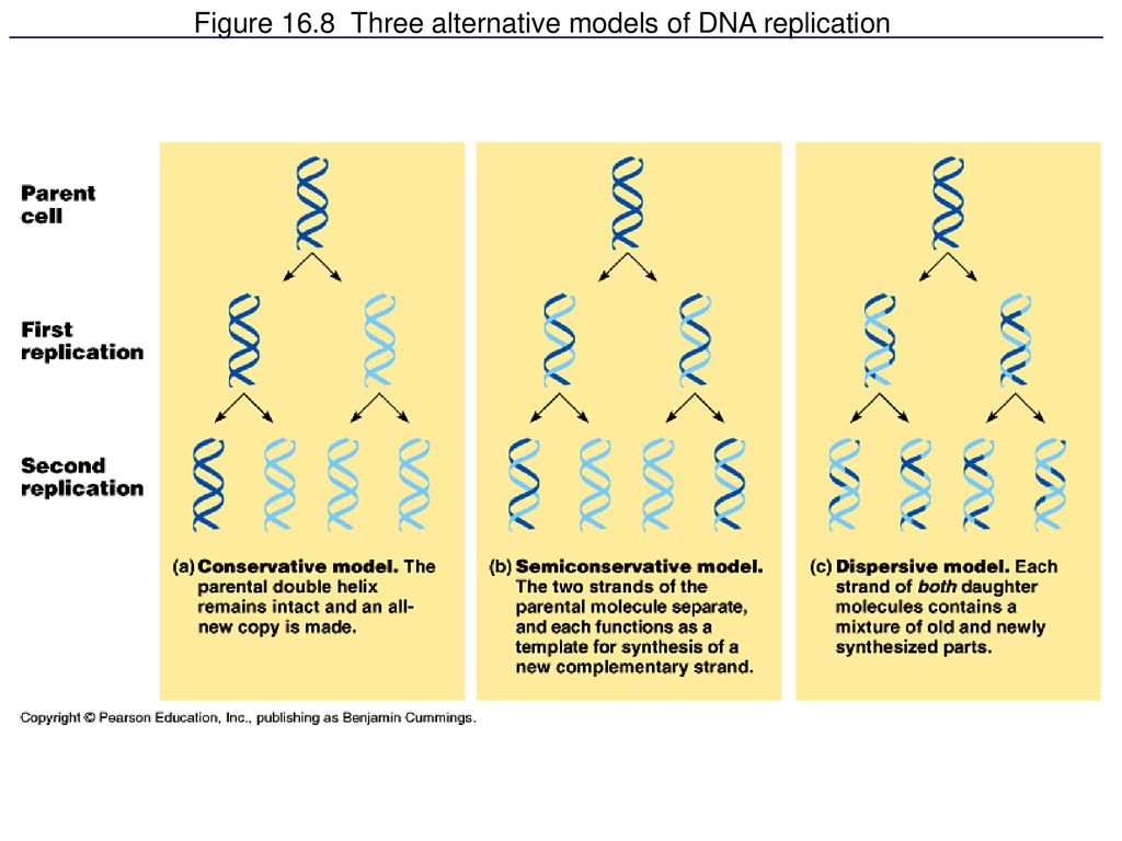 Figure 16 7 A Model For Dna Replication The Basic Concept Layer 4 Ppt Download