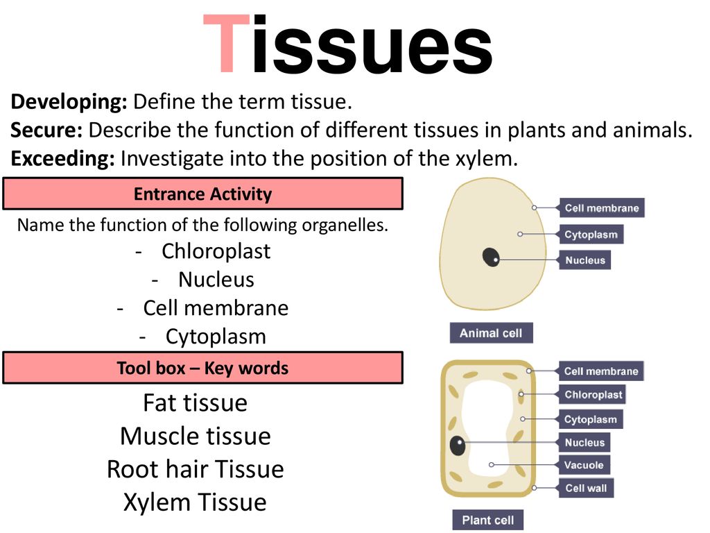 Name The Function Of The Following Organelles Ppt Download name-the-function-of-the-following-organelles-ppt-download