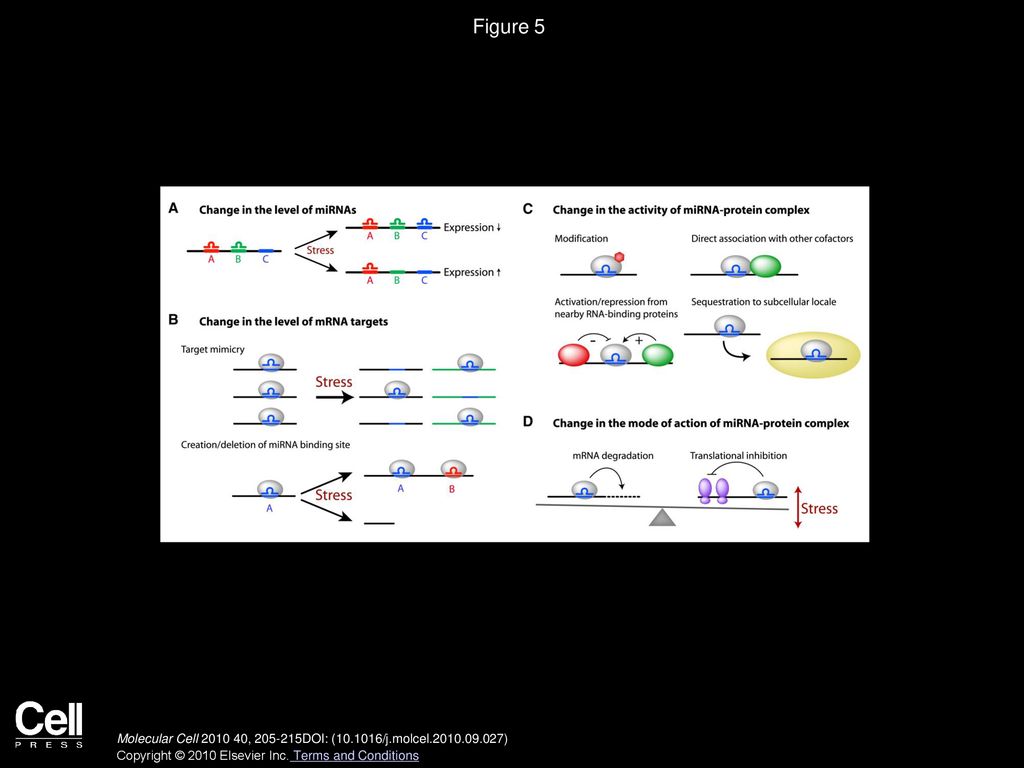 Mirna Mode Of Action In Most Cases Mirnas Bind To A Specific Sequence