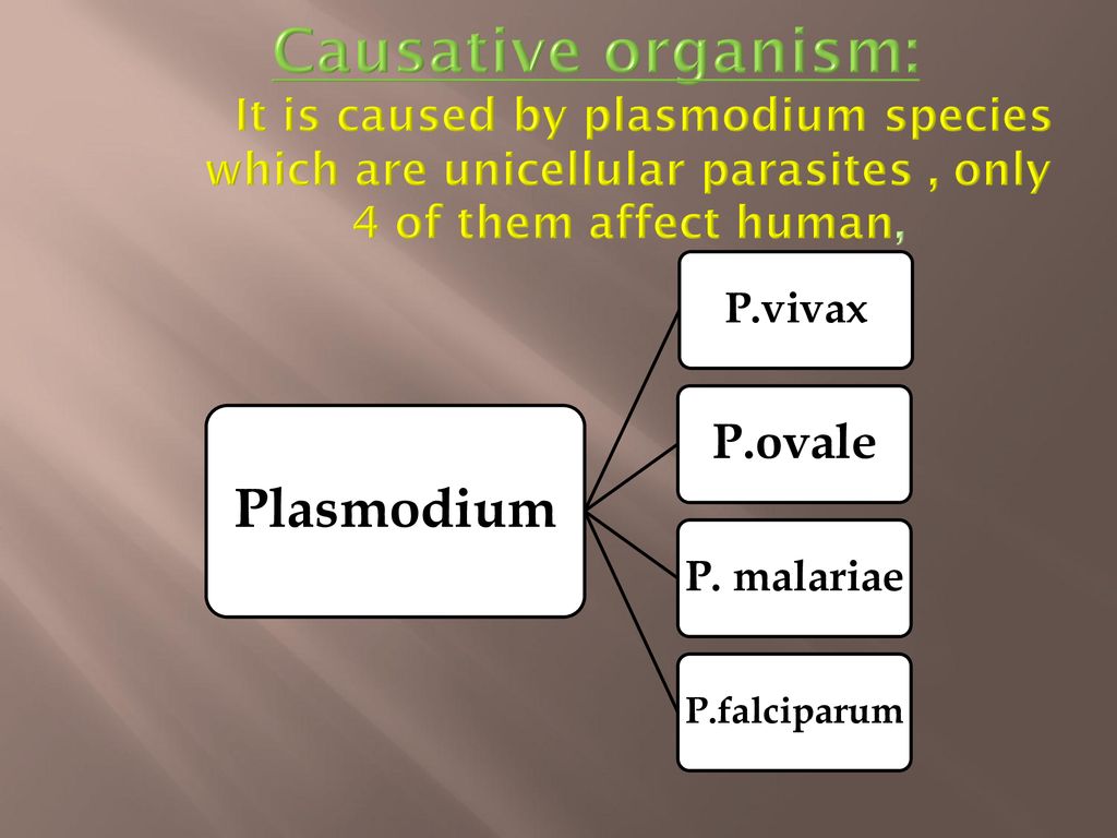 Causative organism: It is caused by plasmodium species which are unicellular parasites , only 4 of them affect human,