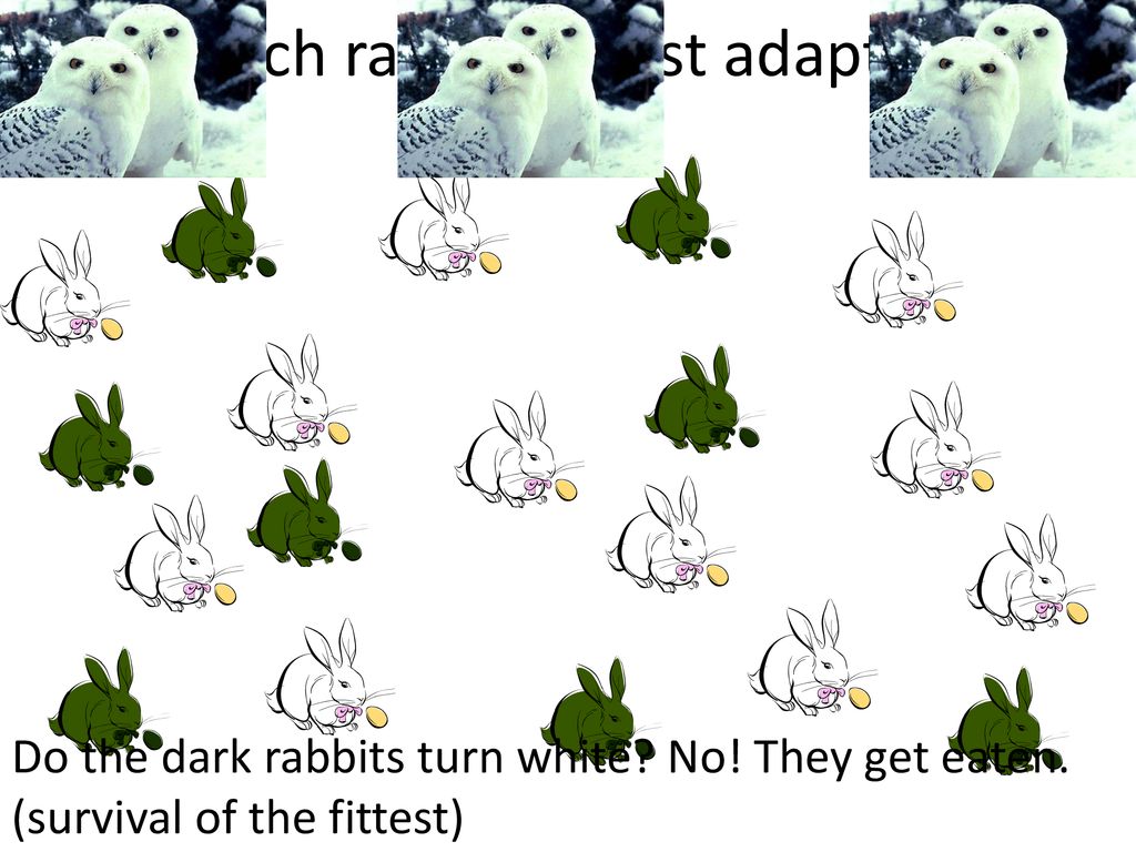 The Theory of Natural Selection - ppt download