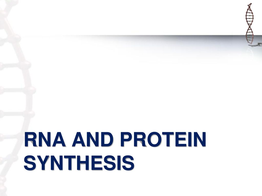 RNA and protein synthesis Biology Diagrams