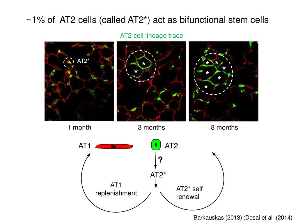 ~1% of AT2 cells (called AT2*) act as bifunctional stem cells