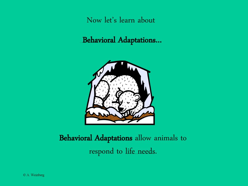 Toad Animal Adaptations. - ppt download